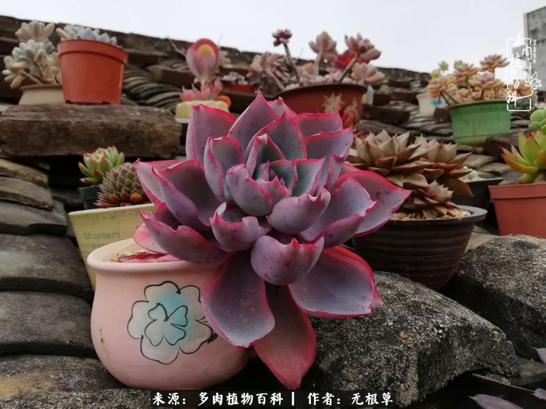 多肉寒冬中茁壮成长,多肉岁月的沉淀