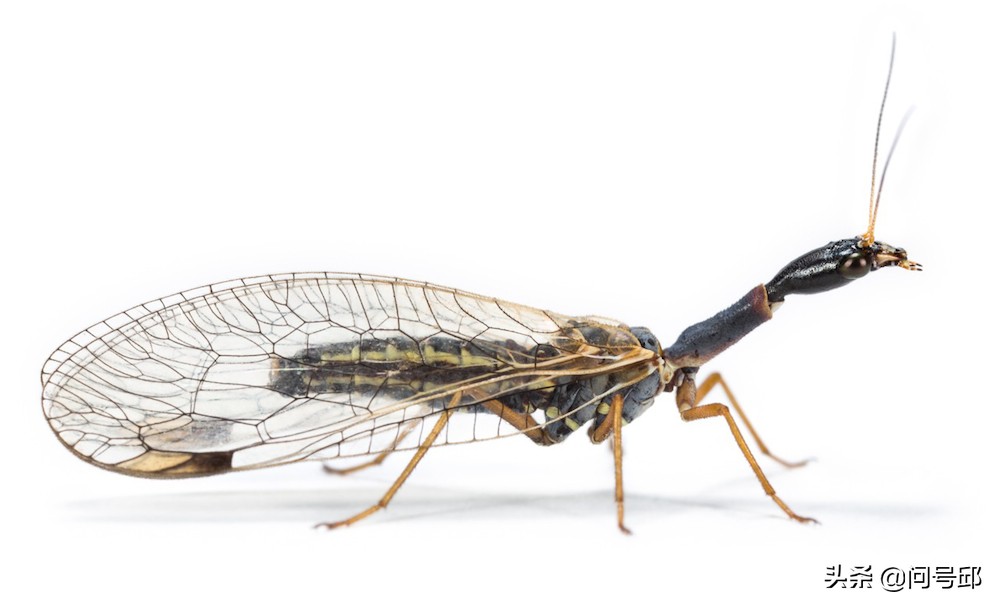 3亿史前昆虫,几亿年前的昆虫远古生物
