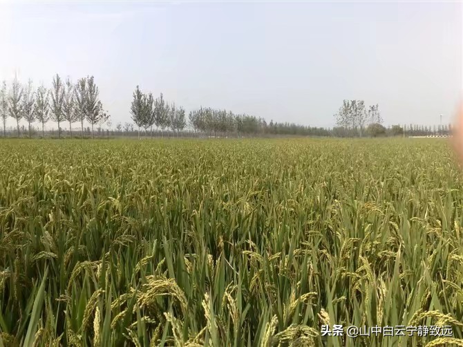 山东济宁方言最新,济宁方言点名视频