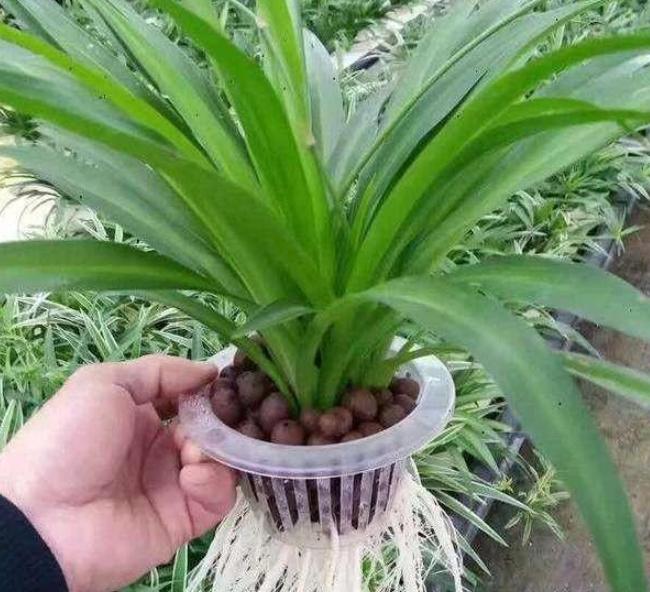 什么花可以放在卧室内养,什么花能净化空气适合在室内养