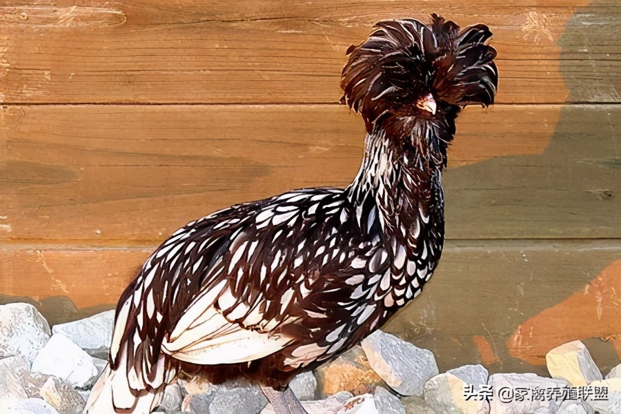 农民发明养鸡奇招轻松养5万只,养鸡牛人的致富绝招有哪些