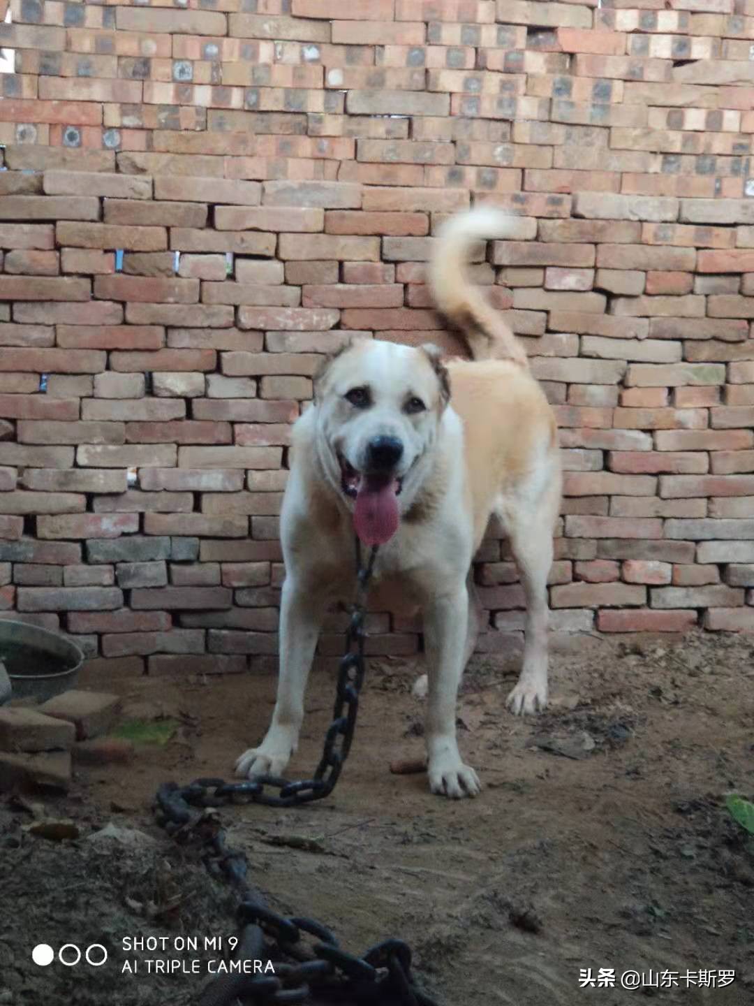 犬种排名史上最凶猛的犬,最具争议的犬种