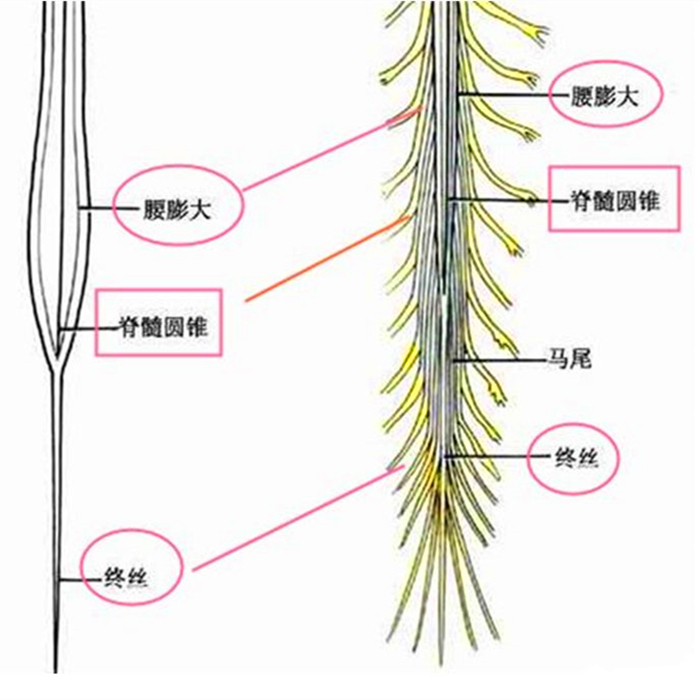 猫和尾巴是两种不同的生物？猫尾长期不动并不正常，小心爱猫瘫痪