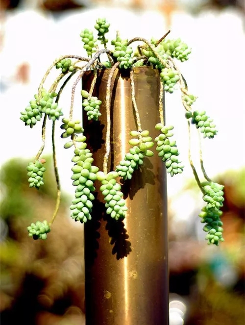 多肉老桩速成法，根本用不了三五年！美的大开眼界