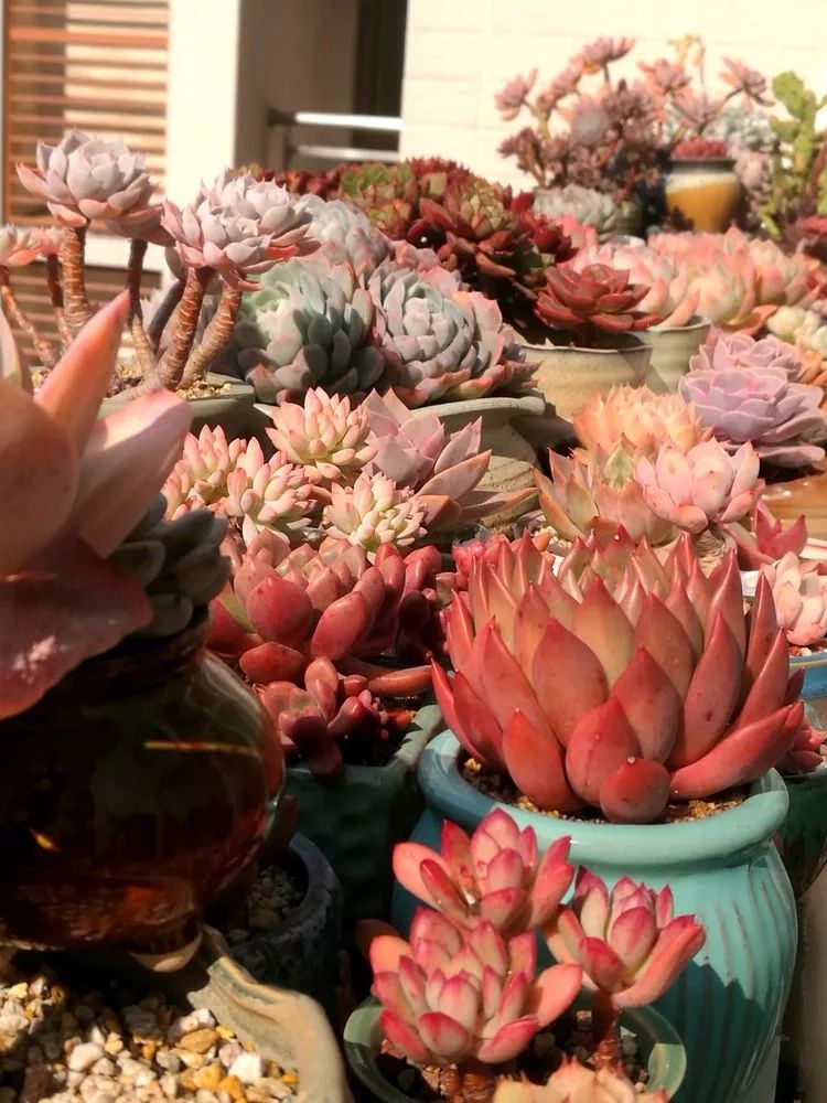 冬日暖阳邂逅最美的多肉,冬日暖阳和多肉暖了我的心