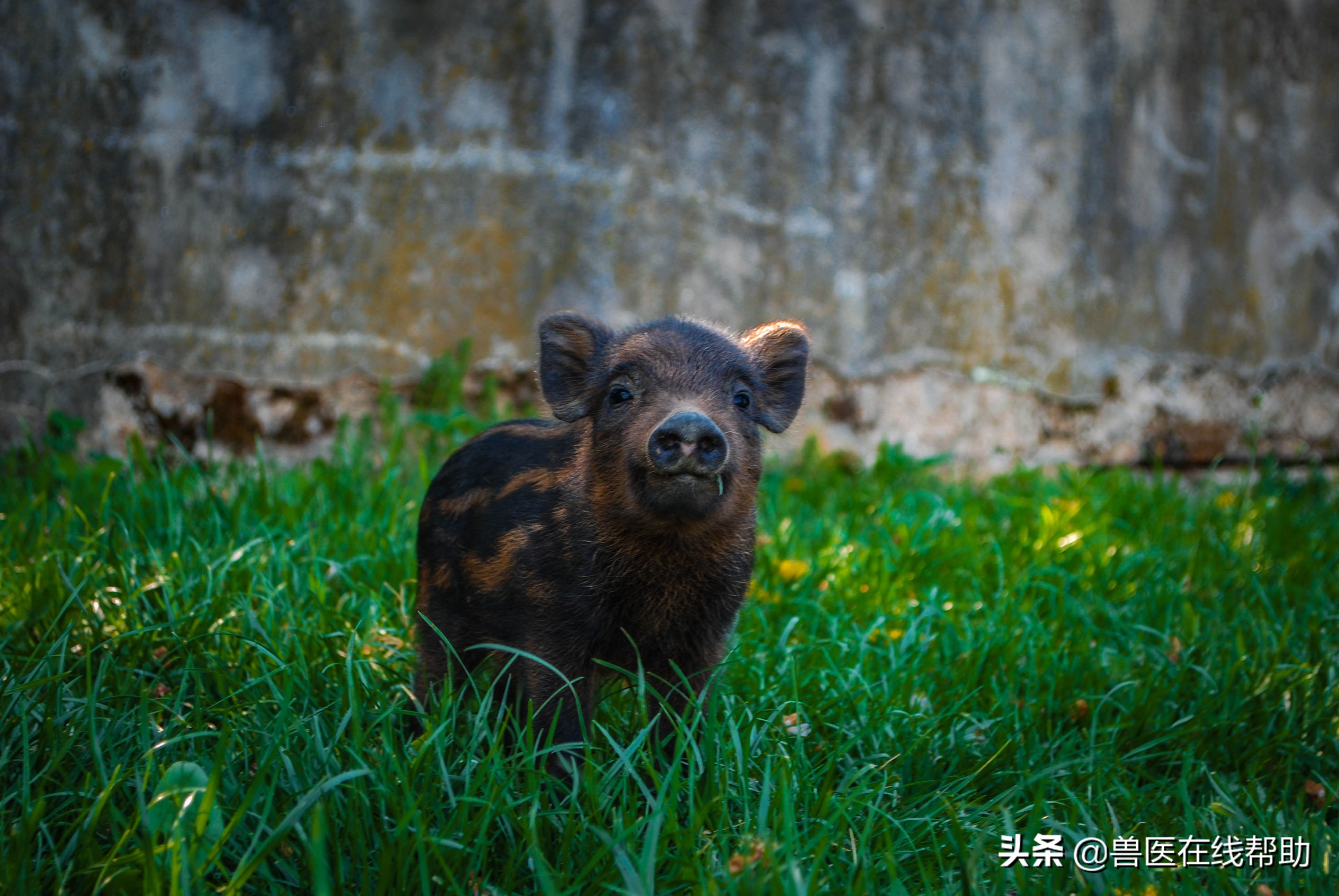 猪的伪狂犬图片,猪伪狂犬怎样补救