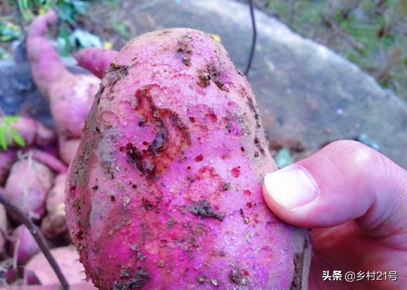 种植红薯如何防治害虫图片,种红薯膨大素肥料