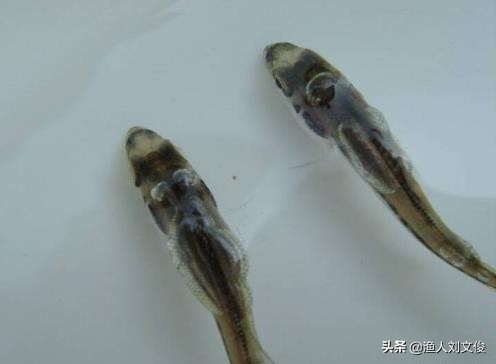 鱼苗气泡病,鱼苗气泡