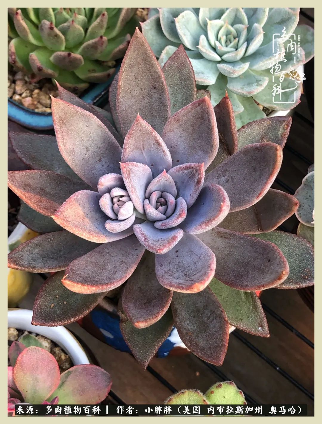 多肉小白入坑攻略,多肉小白2个月成功入坑