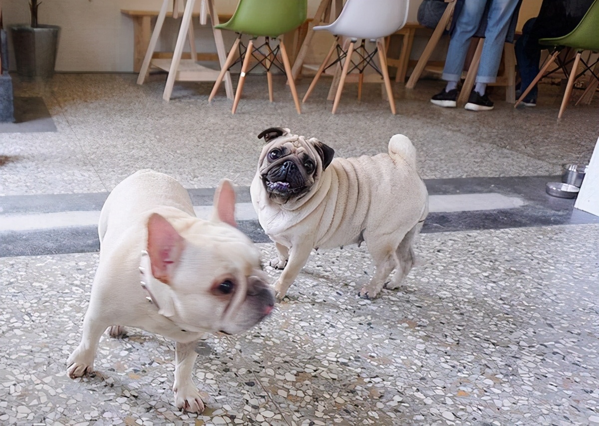 狗狗也会晕车吗狗狗晕车怎么办,狗狗晕车后呕吐怎么办最有效方法