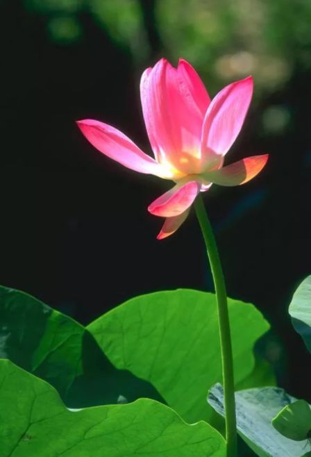 荷花古诗词鉴赏,映日荷花别样红中荷花的特点是