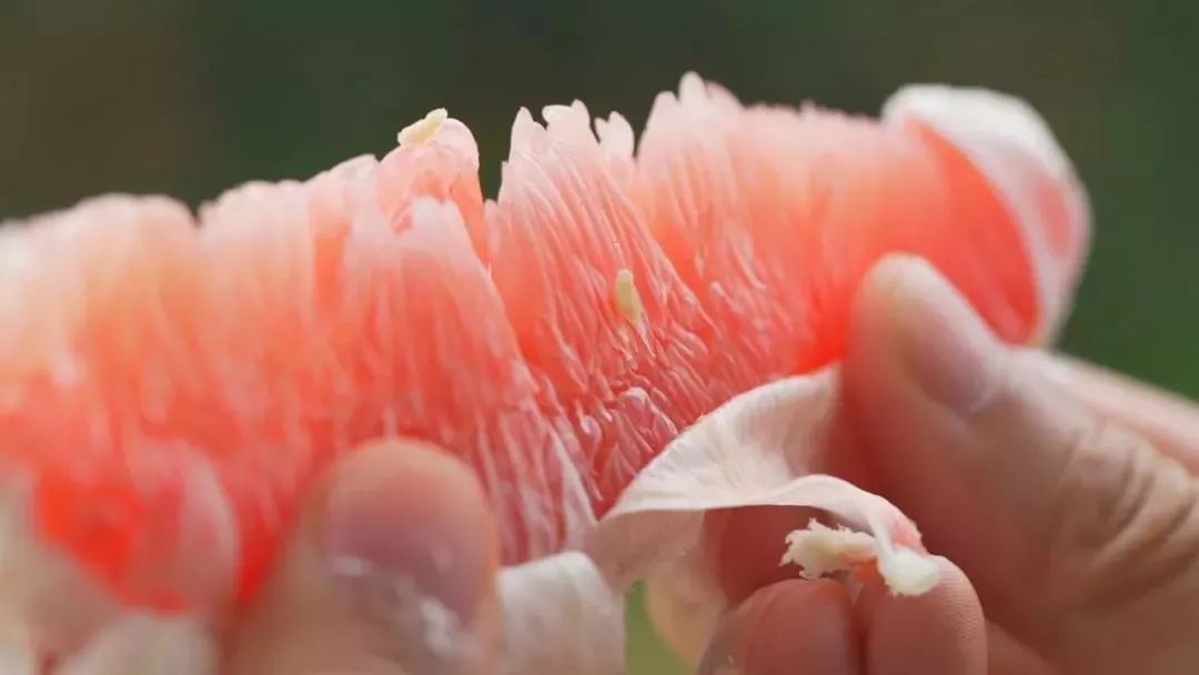 梅州蜜柚新鲜水果红肉柚子,正宗梅州红心蜜柚新鲜