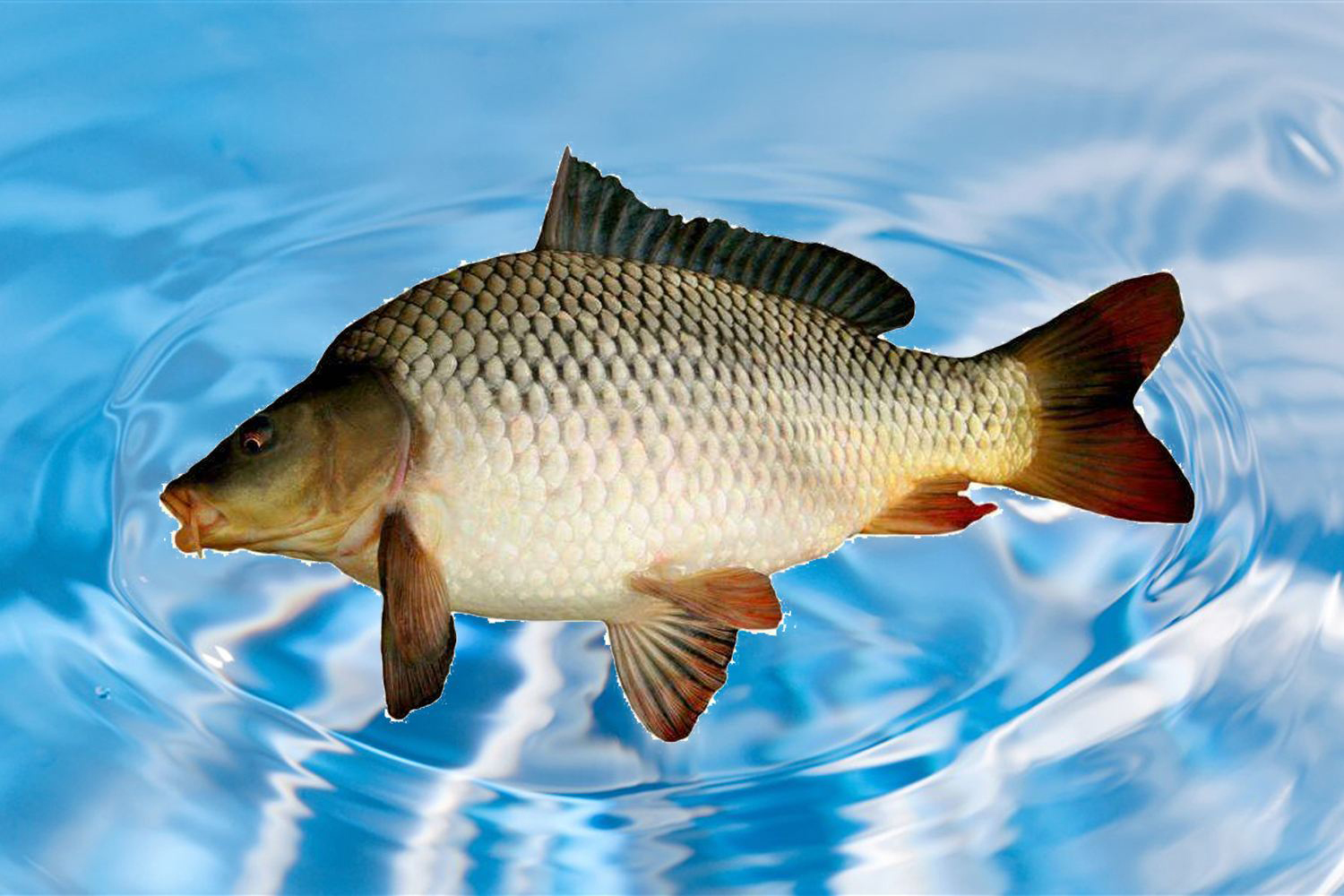 钓黑坑鲤鱼不开口怎么处理,黑坑钓鲤鱼后期没口怎么办