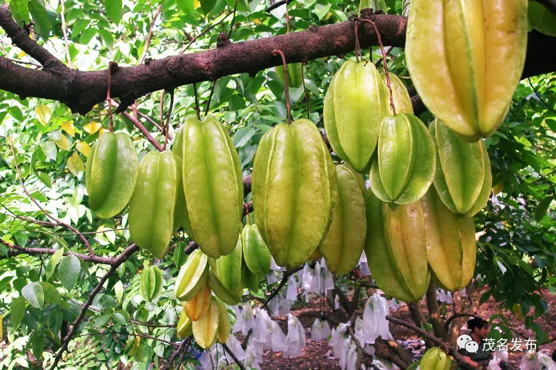 夏天的甜蜜延续到秋天,夏天的甜蜜甜在嘴里恋在心里