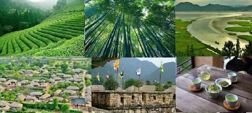 竹林被韩国申遗成功了吗,全球唯一申遗的古茶山