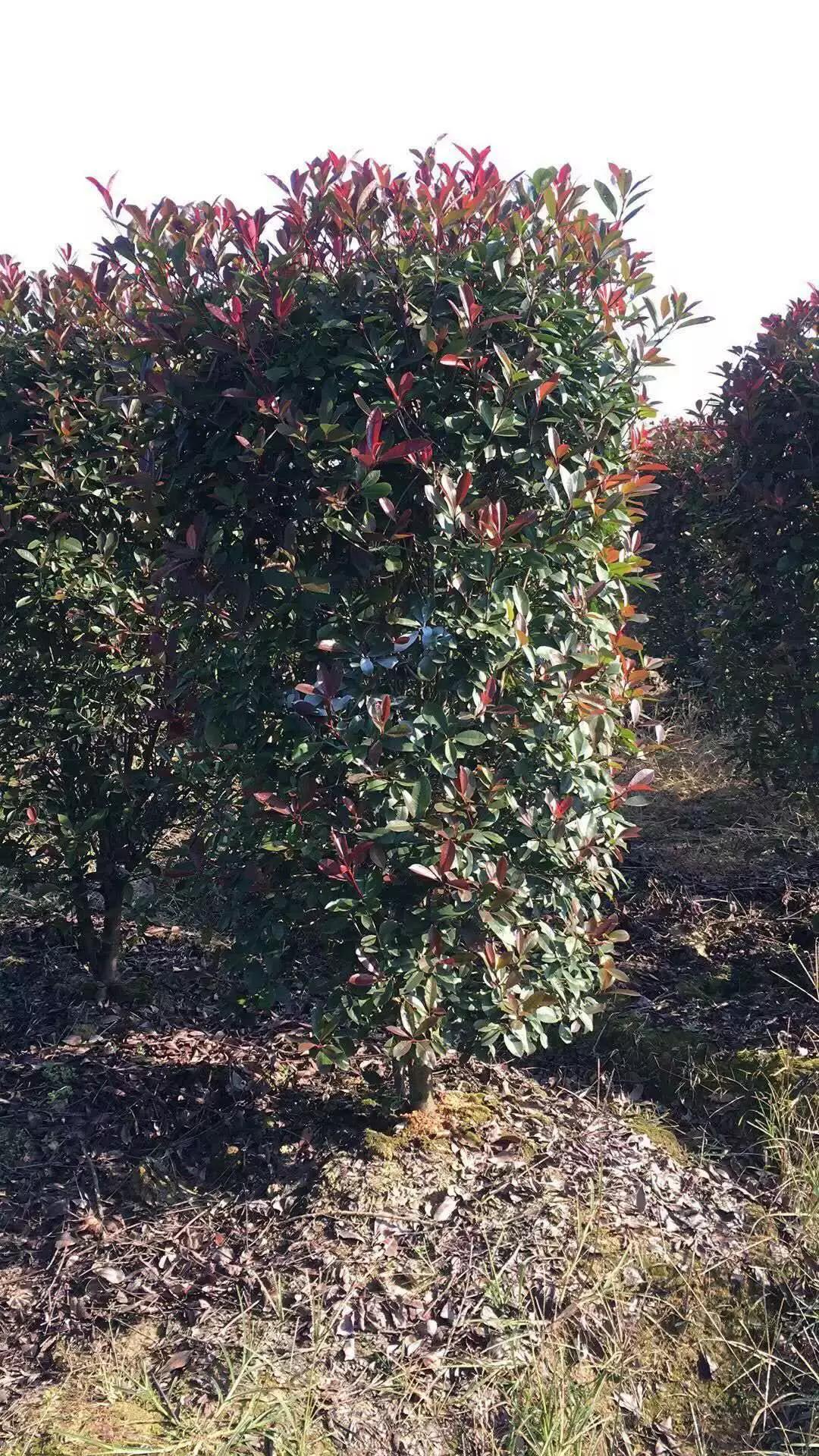 「苗木通新晋会员」湖州陈春耕：细节具体、价格适中、售后保障