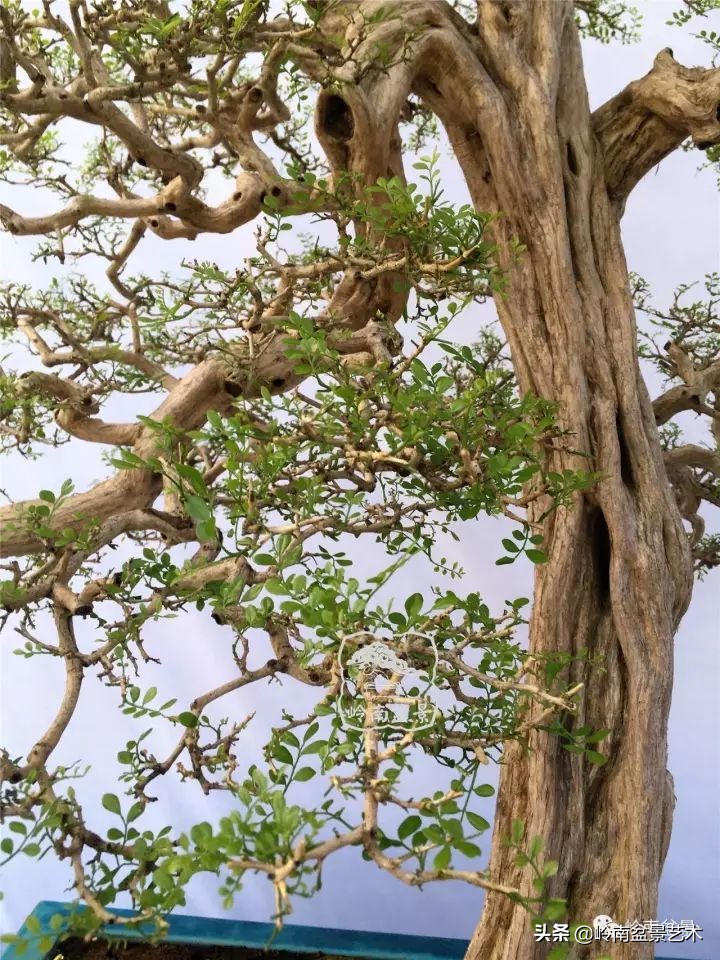骞哥涔呬箙鐢滅敎铚滆湝,骞哥涔呬箙