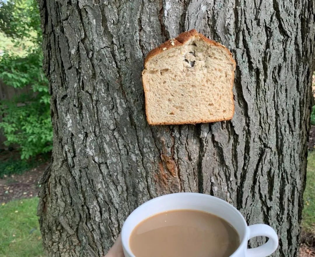 英国谢菲尔德城市的居民们为什么要往树上钉面包呢？