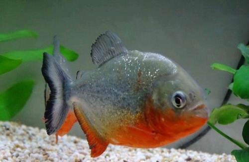 群游效果最好的是什么鱼,群游效果好的鱼好养活