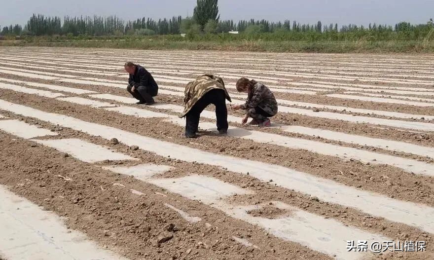 棉蓟马怎么治,棉蓟马发生最适合气候条件