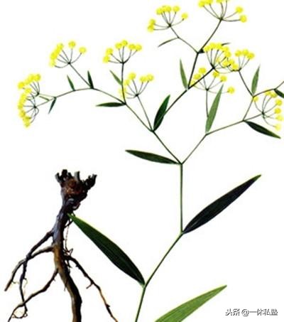 生气上火有肝火胃火肺火心火,去了心火肺火胃火肝火怎么还上火