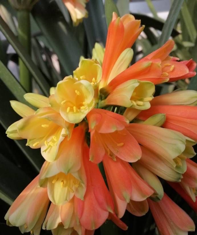 夏季养护好君子兰的八个注意事项,养君子兰注意4点度夏方法