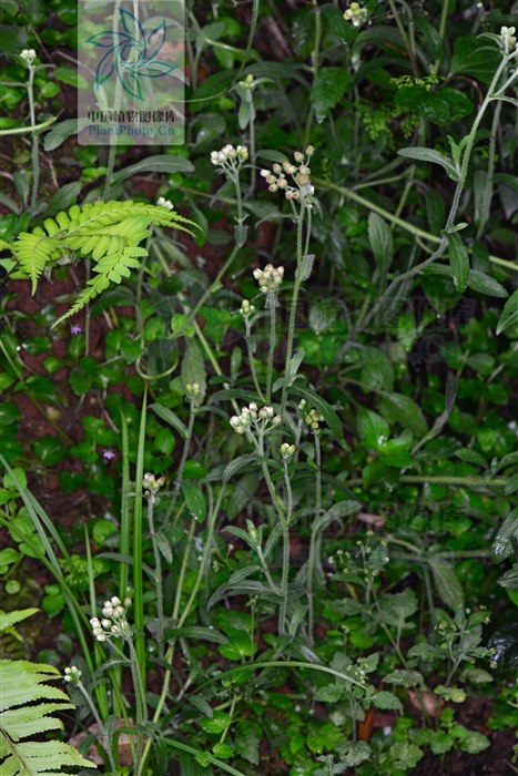 白酒草可以煮水喝吗,白酒草的药效