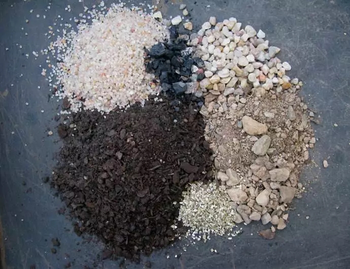 学习|切块生姜放水里，3天发芽，半年结出一桶姜