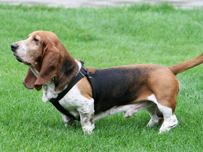 狗狗牙齿疾病怎么预防,狗狗换牙十大禁忌