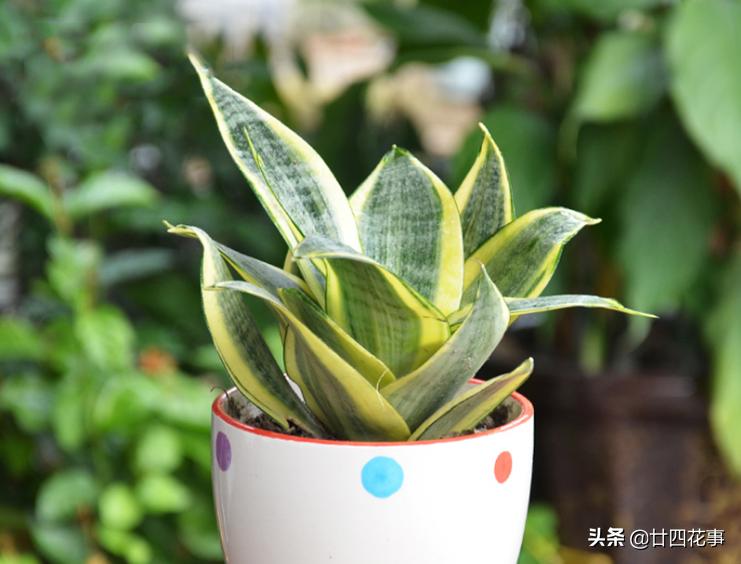 七种花不能养,7种花寓意美好花开不断