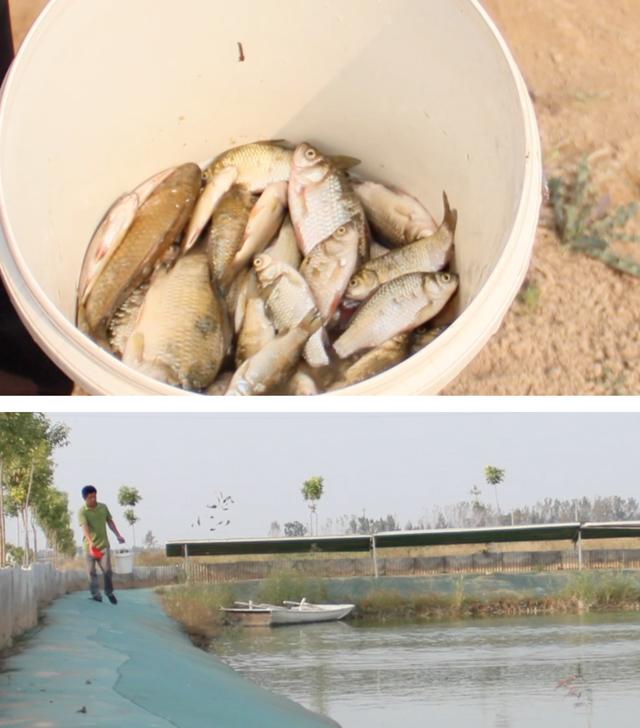 甲鱼大补元气,甲鱼大补不能吃太多