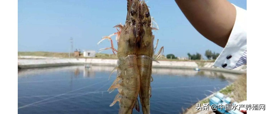 虾塘出现大量死藻怎么办,虾塘出现死虾以后还要继续投喂吗