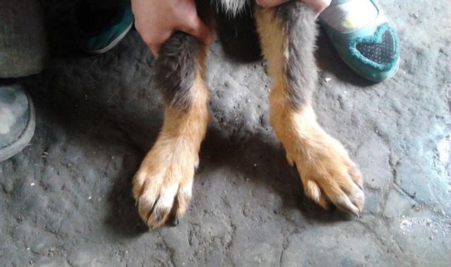 狗狗8岁以后容易出现哪些疾病,狗狗吃多了米饭的危害