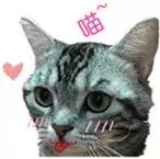 显微镜下的三千大千世界,显微镜下的世界是精美绝伦的