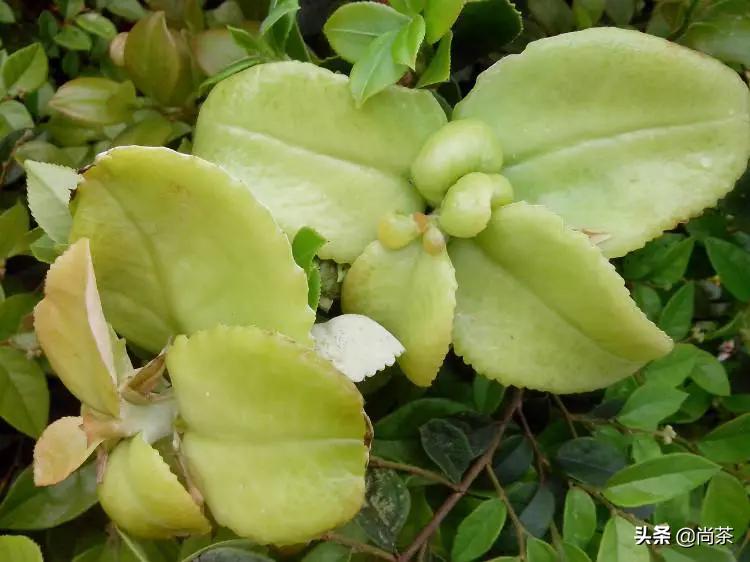 茶叶树和山茶油树的区别是什么,山茶花和茶油树区别图片大全