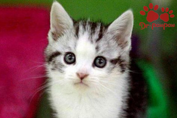 爪爪博士猫咪感冒药,小猫猫感冒吃什么药