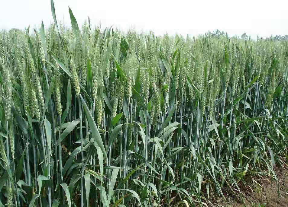 在家包田一年挣多少钱,在家包地种豆角挣钱吗