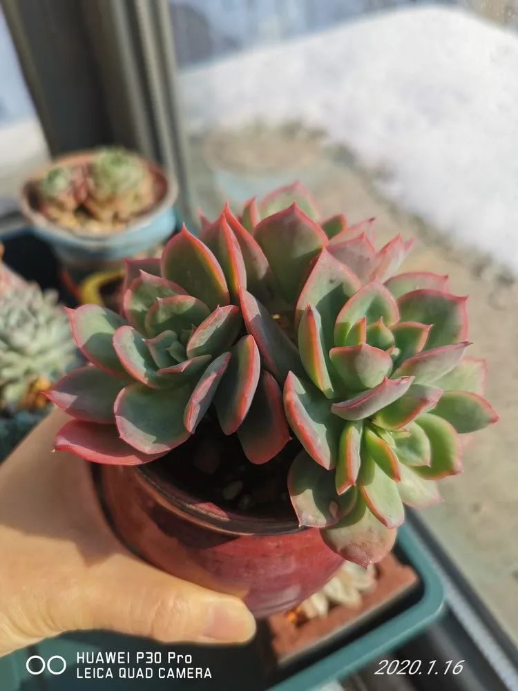 人生就像养多肉一样,人生如同养多肉时间不会怠慢