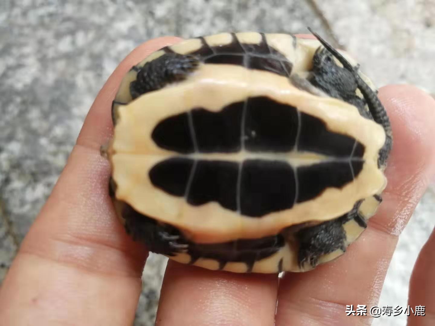 石金钱龟常见疾病及处理方法,养金钱龟有什么讲究和忌讳