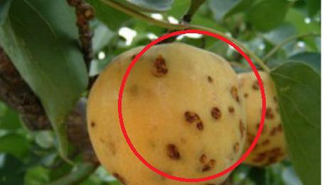 桃子得了穿孔病怎么治,桃子穿孔病要用什么农药来治