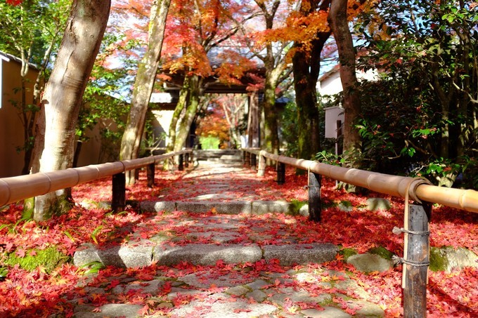 京都赏枫2022,京都赏枫必去景点有哪些好玩的