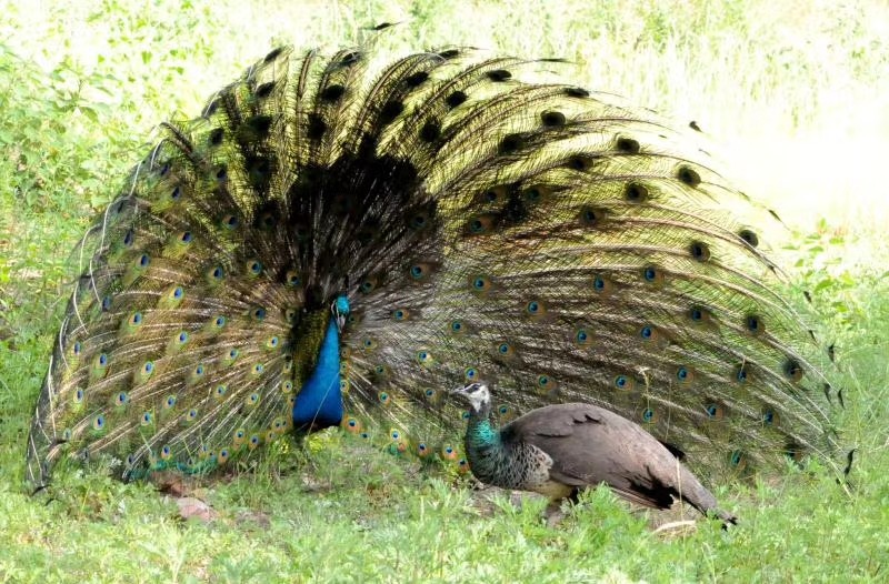 孔雀开屏美丽漂亮的舞视频,孔雀开屏秀