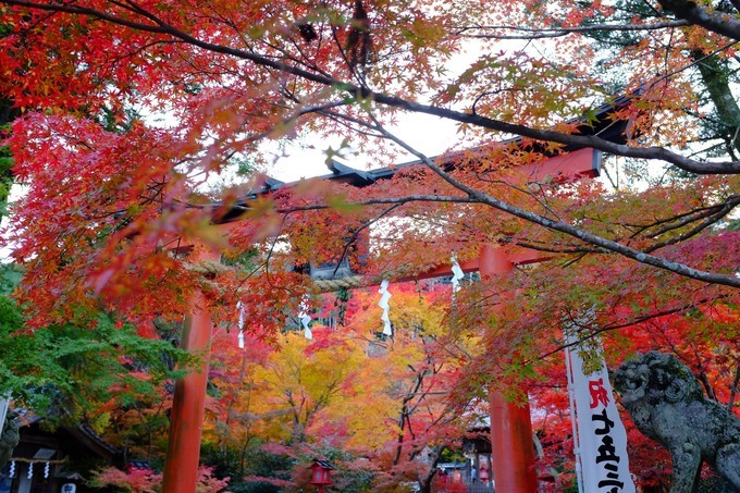 京都赏枫2022,京都赏枫必去景点有哪些好玩的