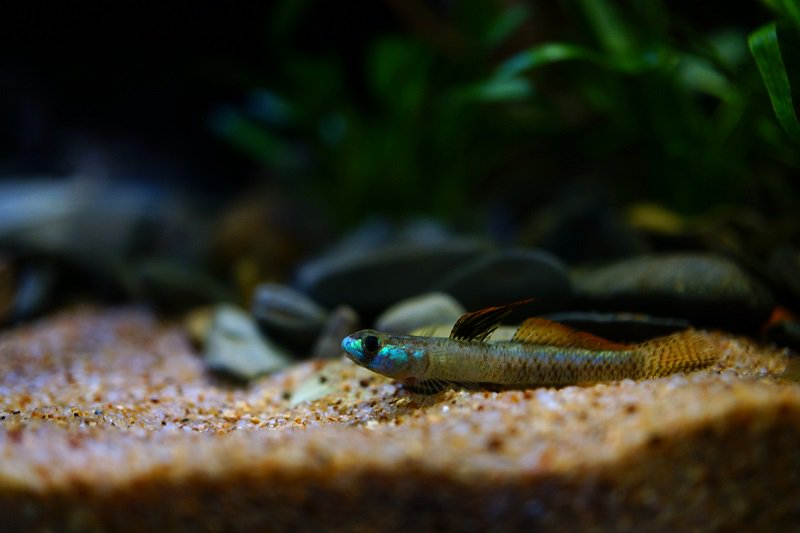 南美水族论坛推荐,南美水草造景论坛