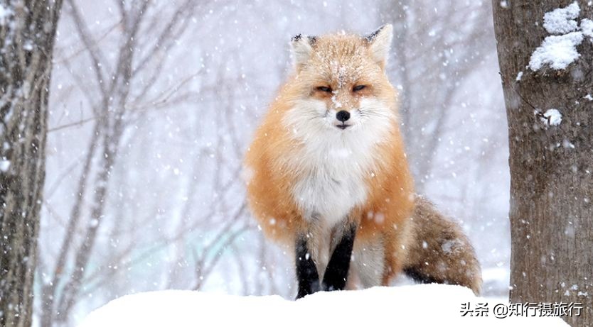 日本“神兽”不只有奈良鹿，日本网红动物主题旅行攻略