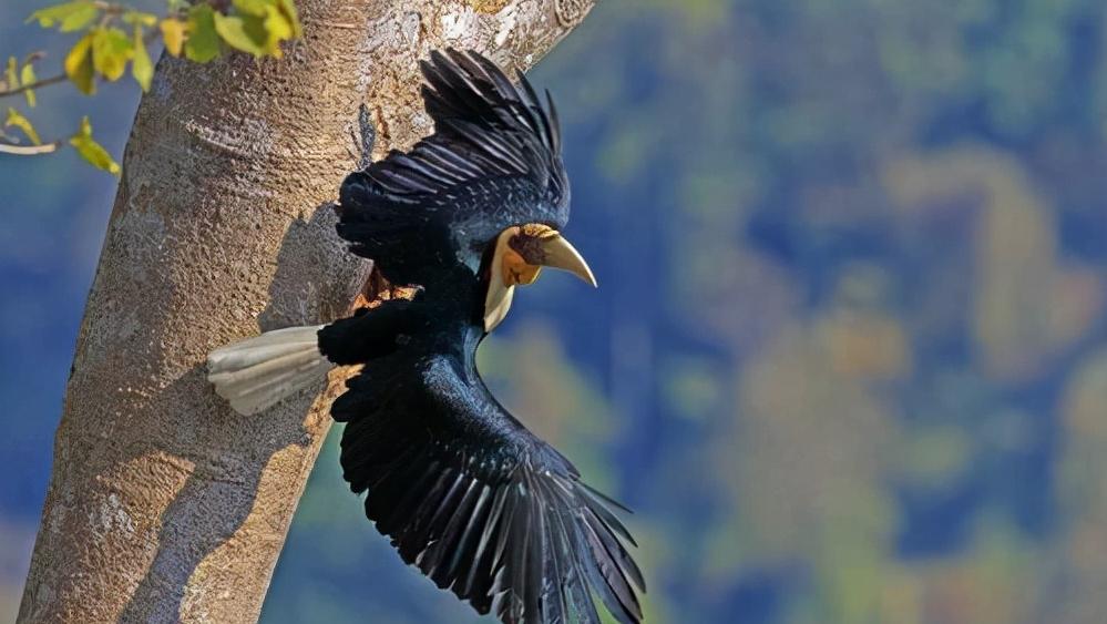 头骨最值钱鸟,头骨很珍贵的鸟