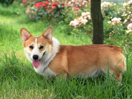 被狗咬到如何看出是否得了狂犬病,被自己的狗咬到会得狂犬病吗