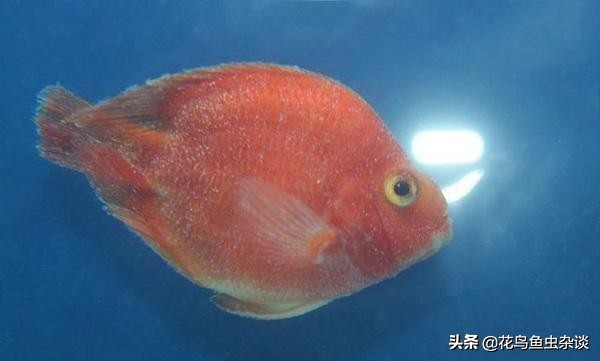 不被骗钱的知识,鹦鹉鱼疾病小知识