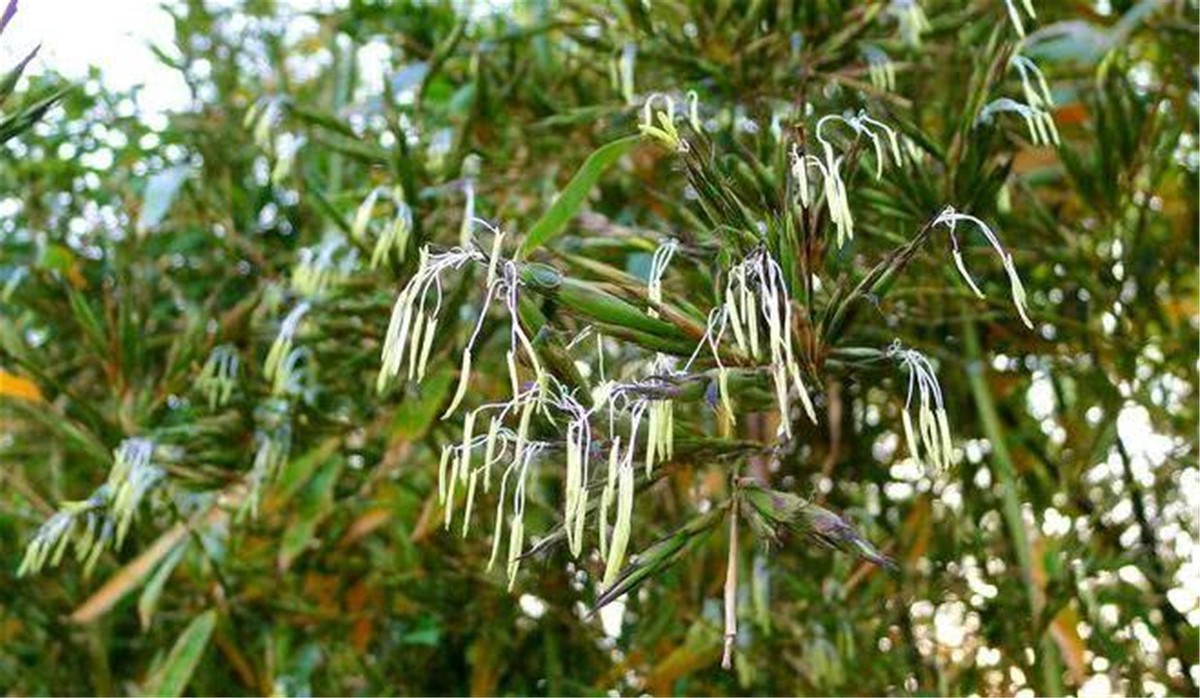 “竹子开花，马上搬家”，竹子开花真的预示有“大灾”要发生吗？