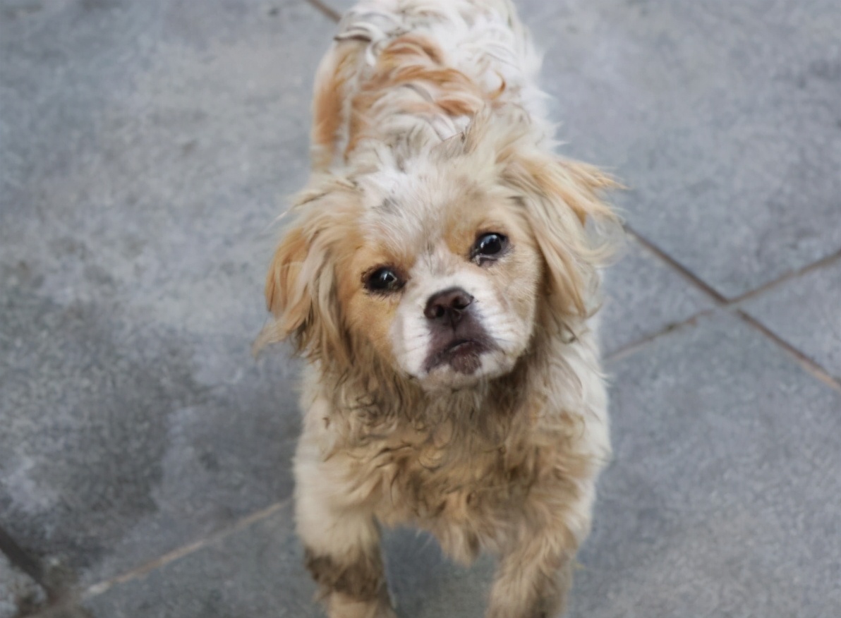 最近为什么狗狗大多数都会死亡,狗狗濒临死亡前几个小时的症状